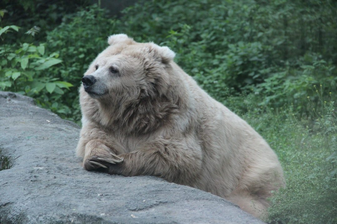 The Grounded Bear (August 22 - September 21) (Image Credits: Unsplash)