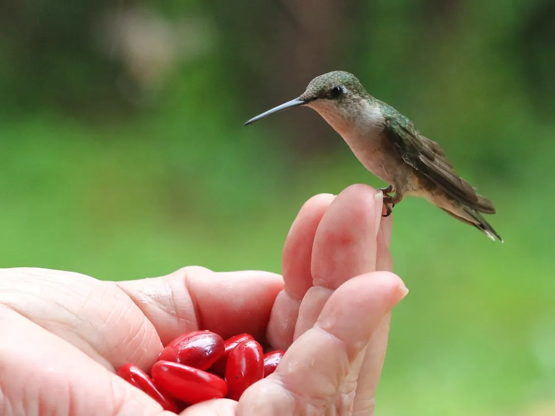#11 - Hovering or Perching Near Your Hands (Image Credits: Unsplash)