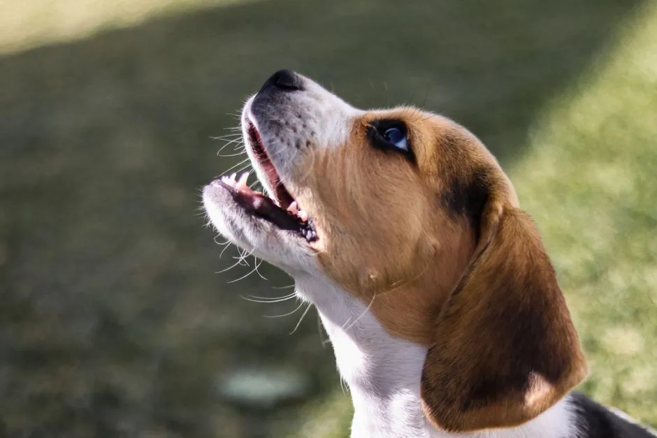 #26 - Beagle: Cute Face, Loud Voice, and a Nose That Won't Quit (Image Credits: Pexels)