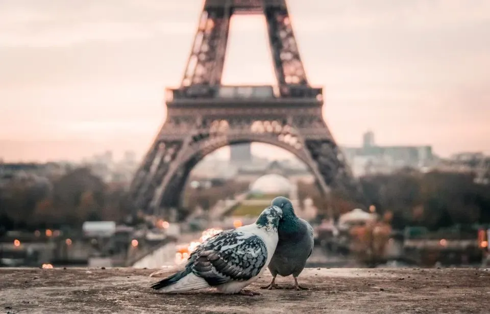 What the Urban Landscape Itself Offers Birds (Image Credits: Stocksnap)