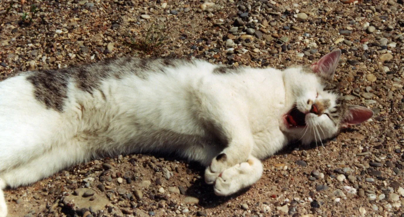 Building and Maintaining Trust with Your Cat (By Traroth, CC BY-SA 3.0)