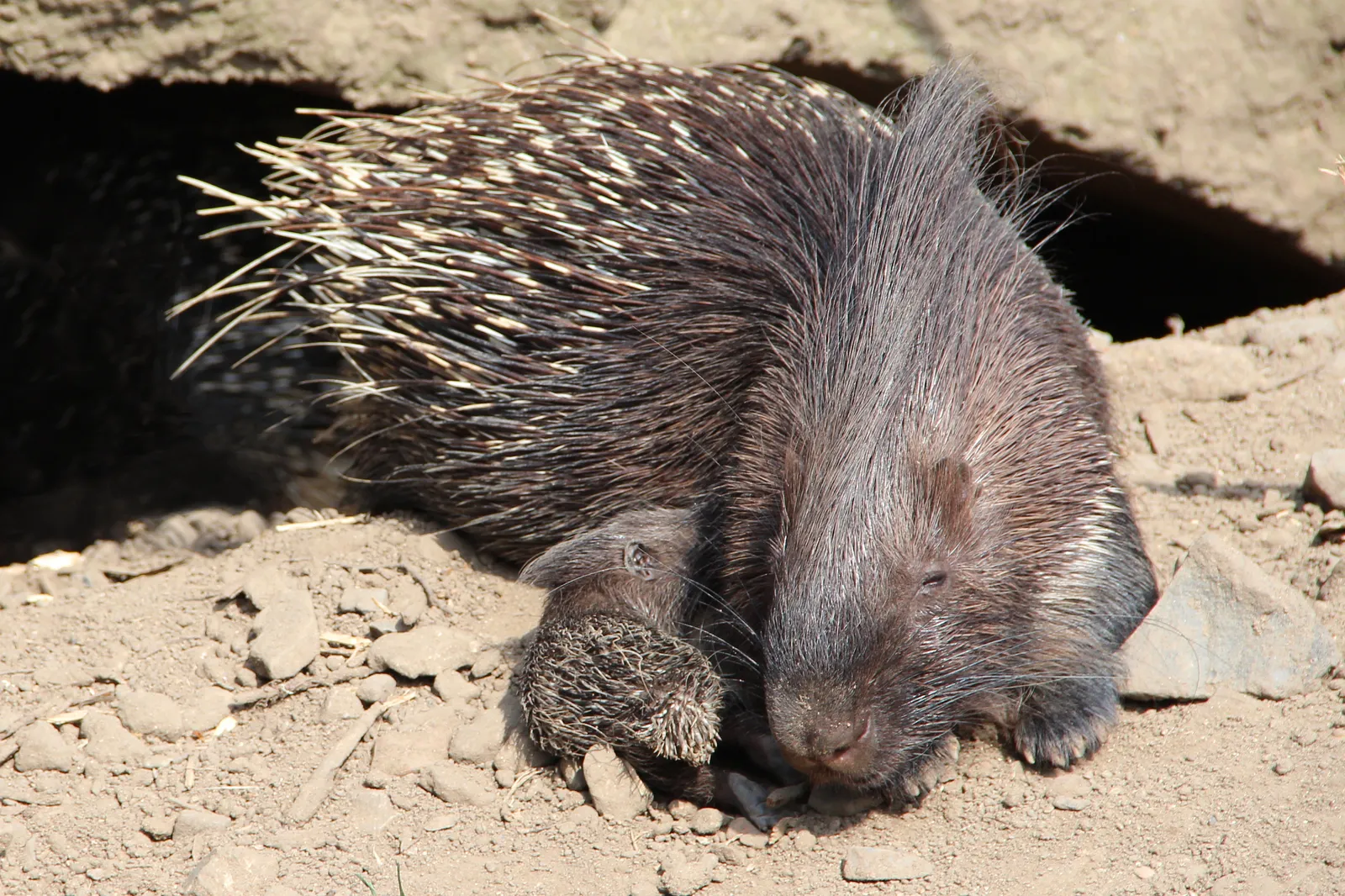 Conclusion: We Owe Porcupines An Apology (And Better Stories) (Self-photographed, CC BY-SA 3.0)