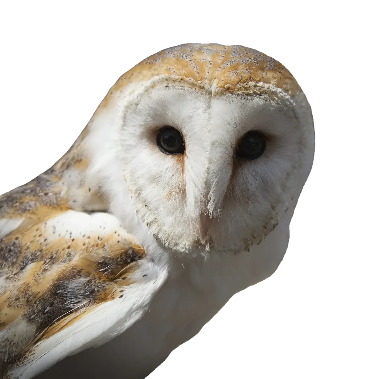 5. The Barn Owl: The Silent Assassin of the Night Sky (Image Credits: Pixabay)