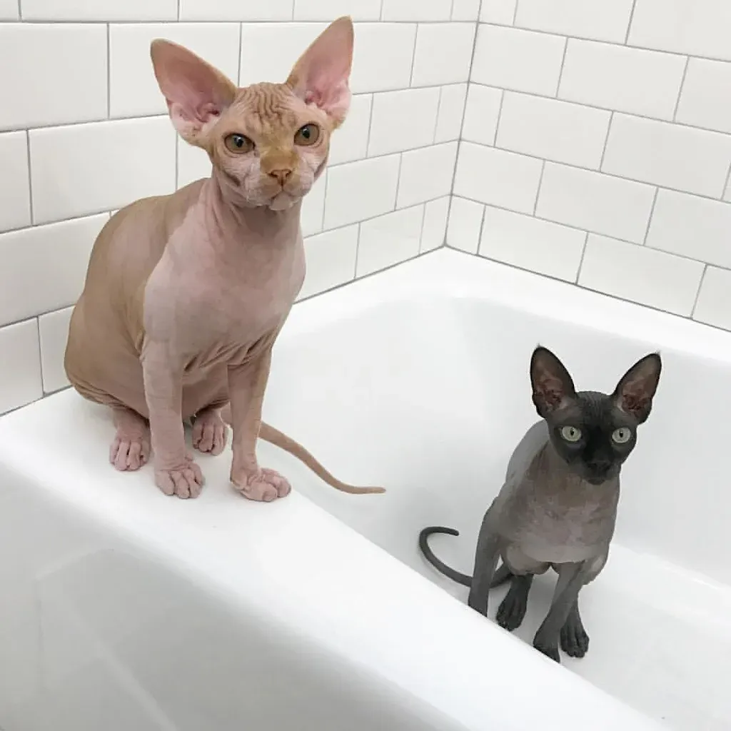 Pisces: The Sphynx Struggle (Image Credits: Flickr)