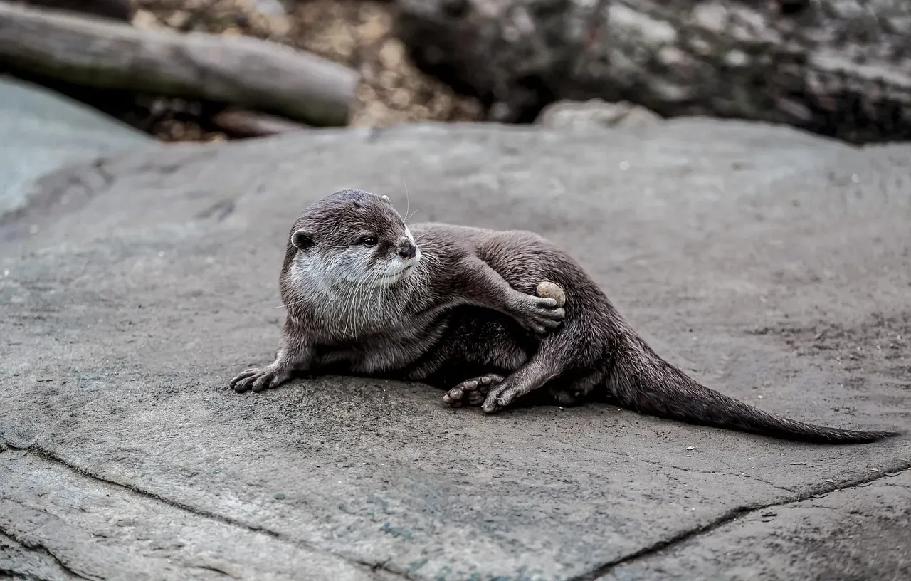 Pisces: The River Otter (Image Credits: Pixabay)