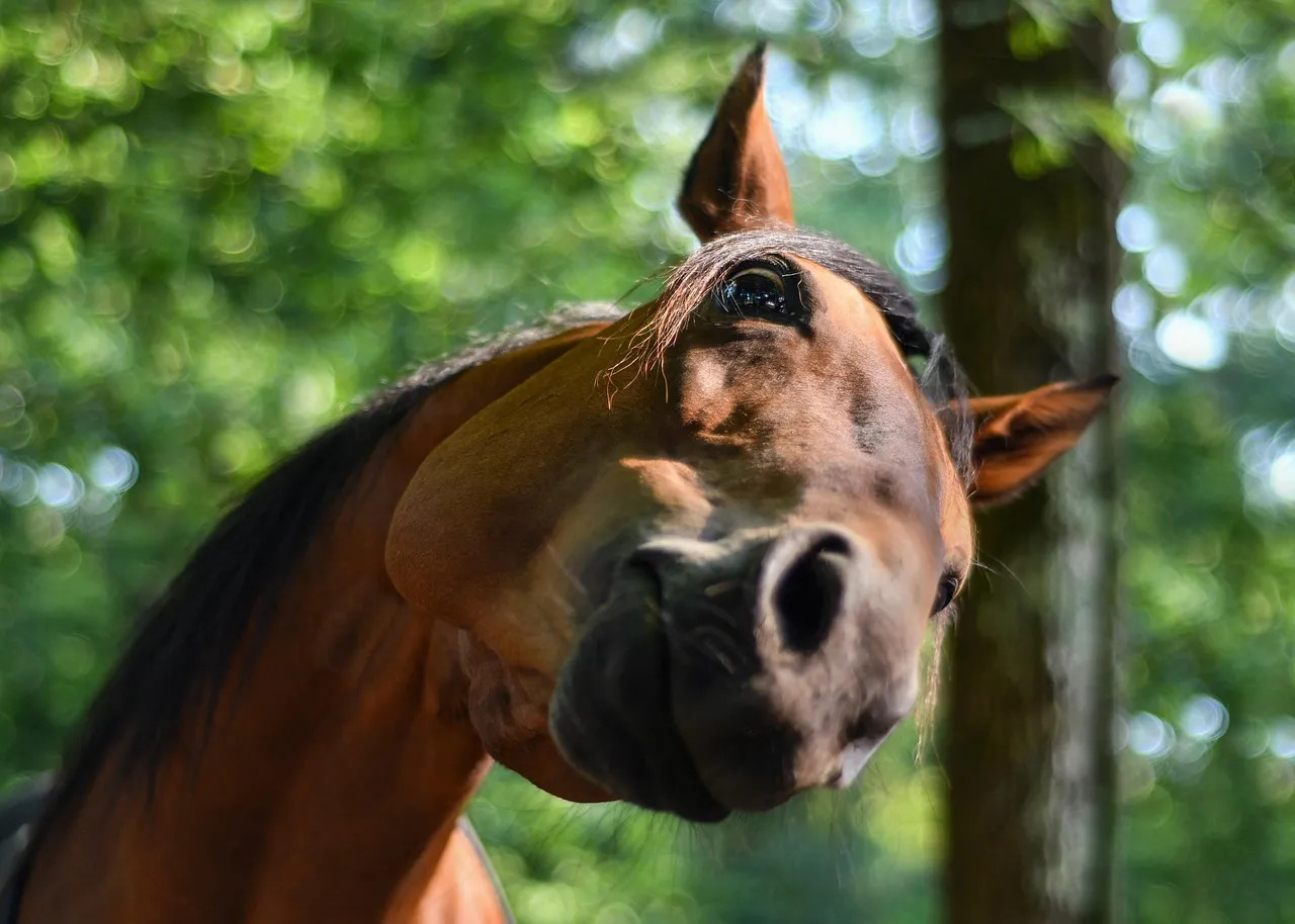 2. Curious, &ldquo;What Are You Doing?&rdquo; Energy (Happy) (Image Credits: Pixabay)
