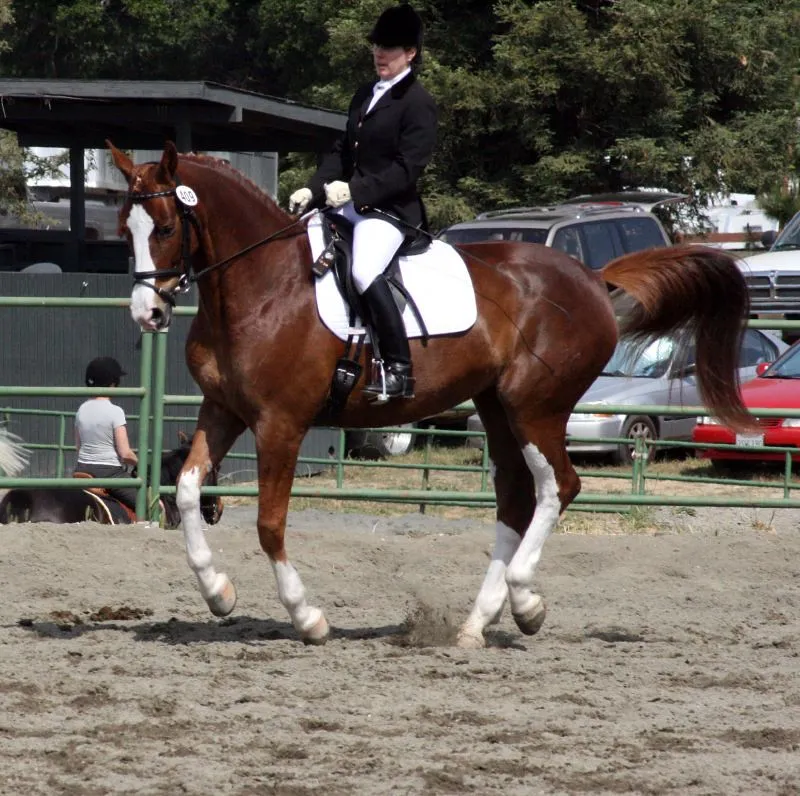 #22 - Dutch Warmblood & Similar High-Performance Warmbloods (Just chaos, Flickr, CC BY 2.0)
