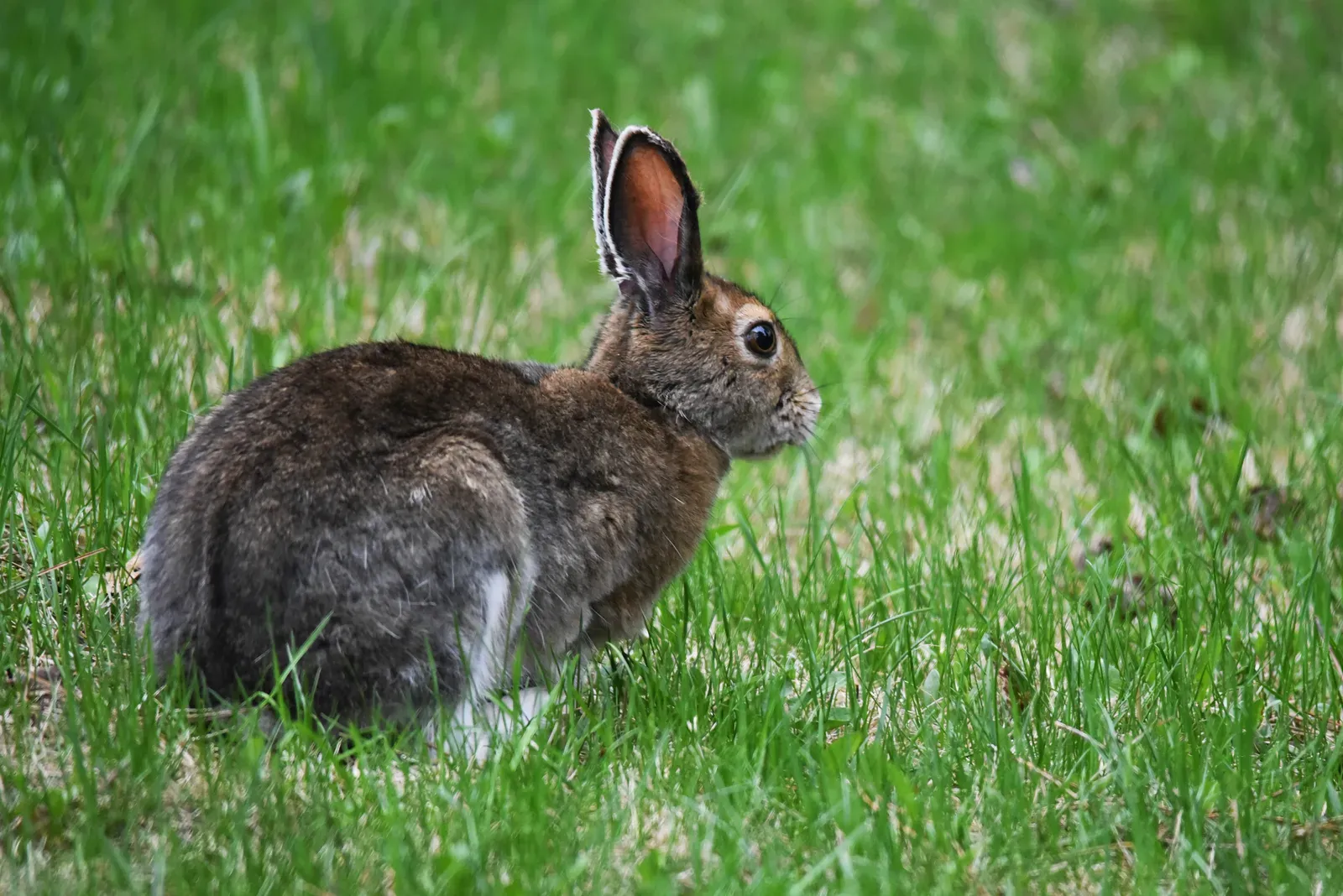 #2: The Camouflage Crisis - When Winter Colors Don't Match the Landscape (Snowshoe hare, Public domain)