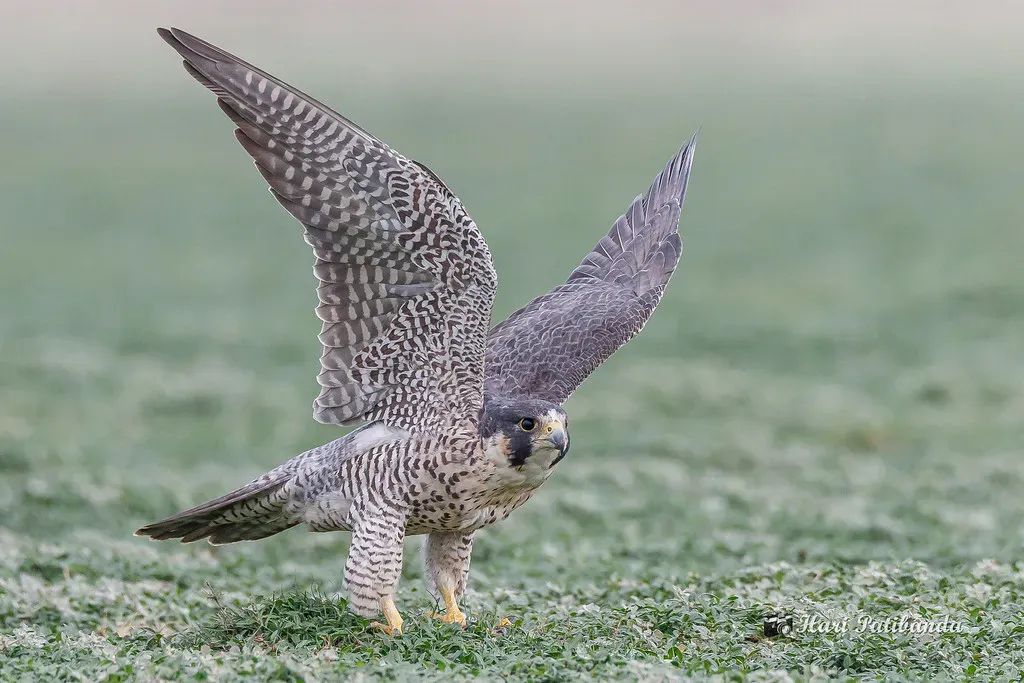 2. Peregrine Falcon: Speed Demon Returns (Image Credits: Flickr)