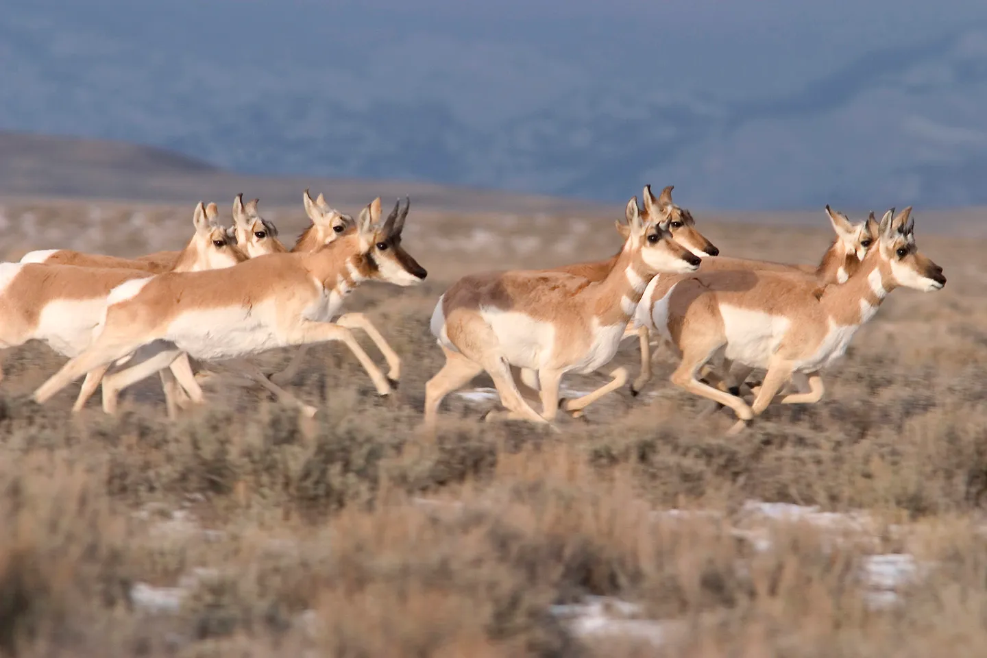 They Time Their Movements With Seasons and Subtle Landscape Cues (pronghorn run, CC BY 2.0)
