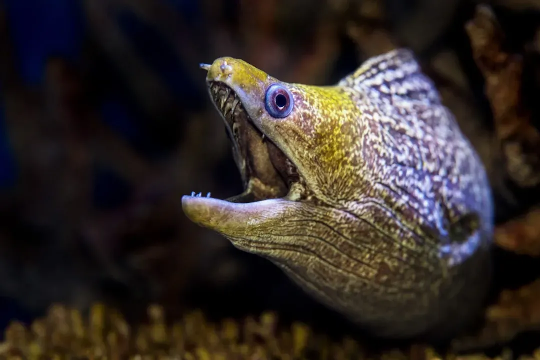Scorpio: The Moray Eel (Image Credits: Unsplash)