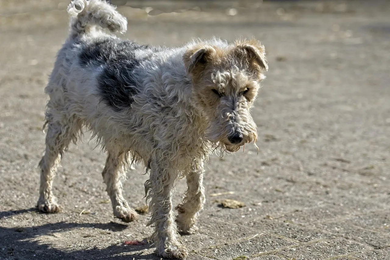 #9 - Fox Terrier: Endless Curiosity, Zero Off Switch (Image Credits: Pixabay)