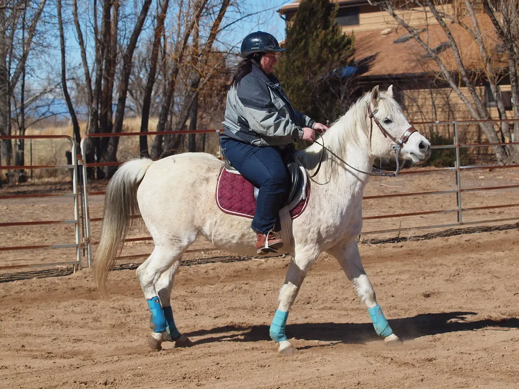 #2 - Arabian: The Horse That Reads You Like a Book (lostinfog, Flickr, CC BY-SA 2.0)