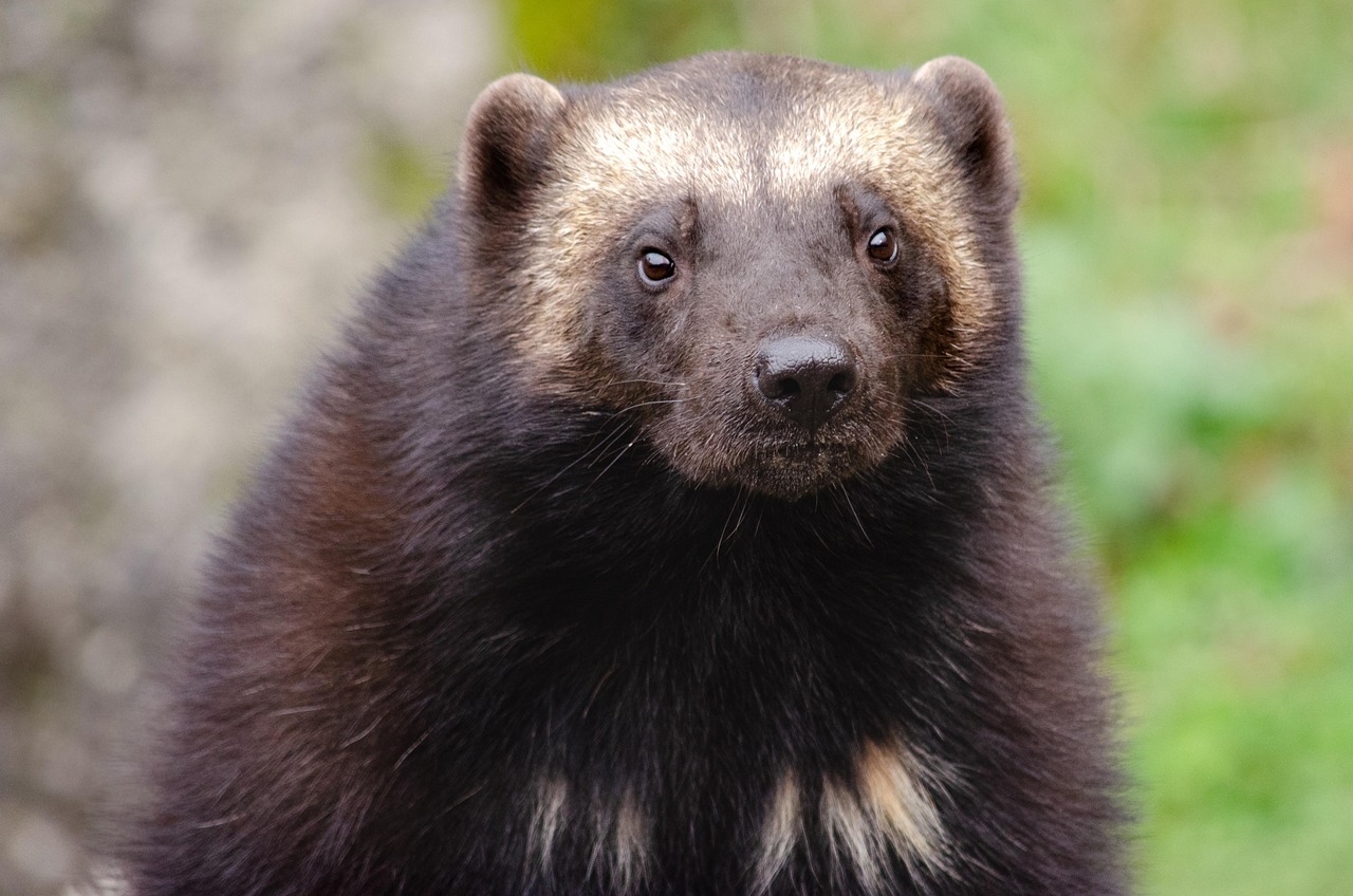 The Mysterious Pine Forest Hunter (Image Credits: Pixabay)