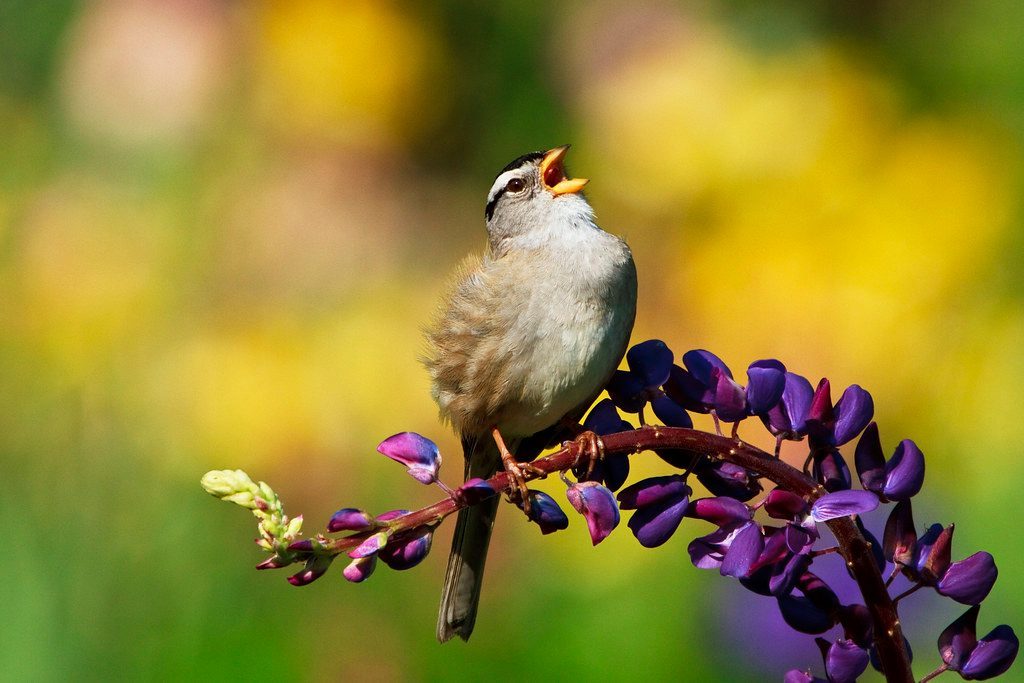 Seasonal Variation and Breeding Cycles (Image Credits: Flickr)