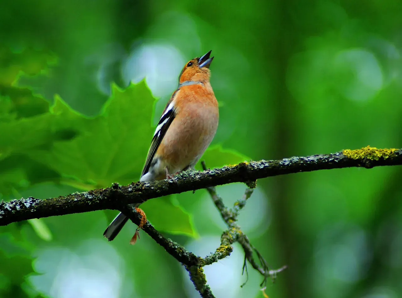 Attracting Mates with Early Songs (Image Credits: Wikimedia)