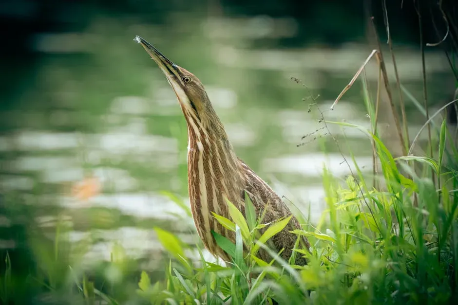 8. The American Bittern: A Foghorn Hidden in the Reeds (Image Credits: Pexels)