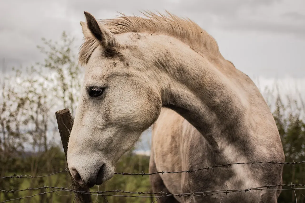 Wild Horse Annie and the Fight for Protection (Image Credits: Pixabay)