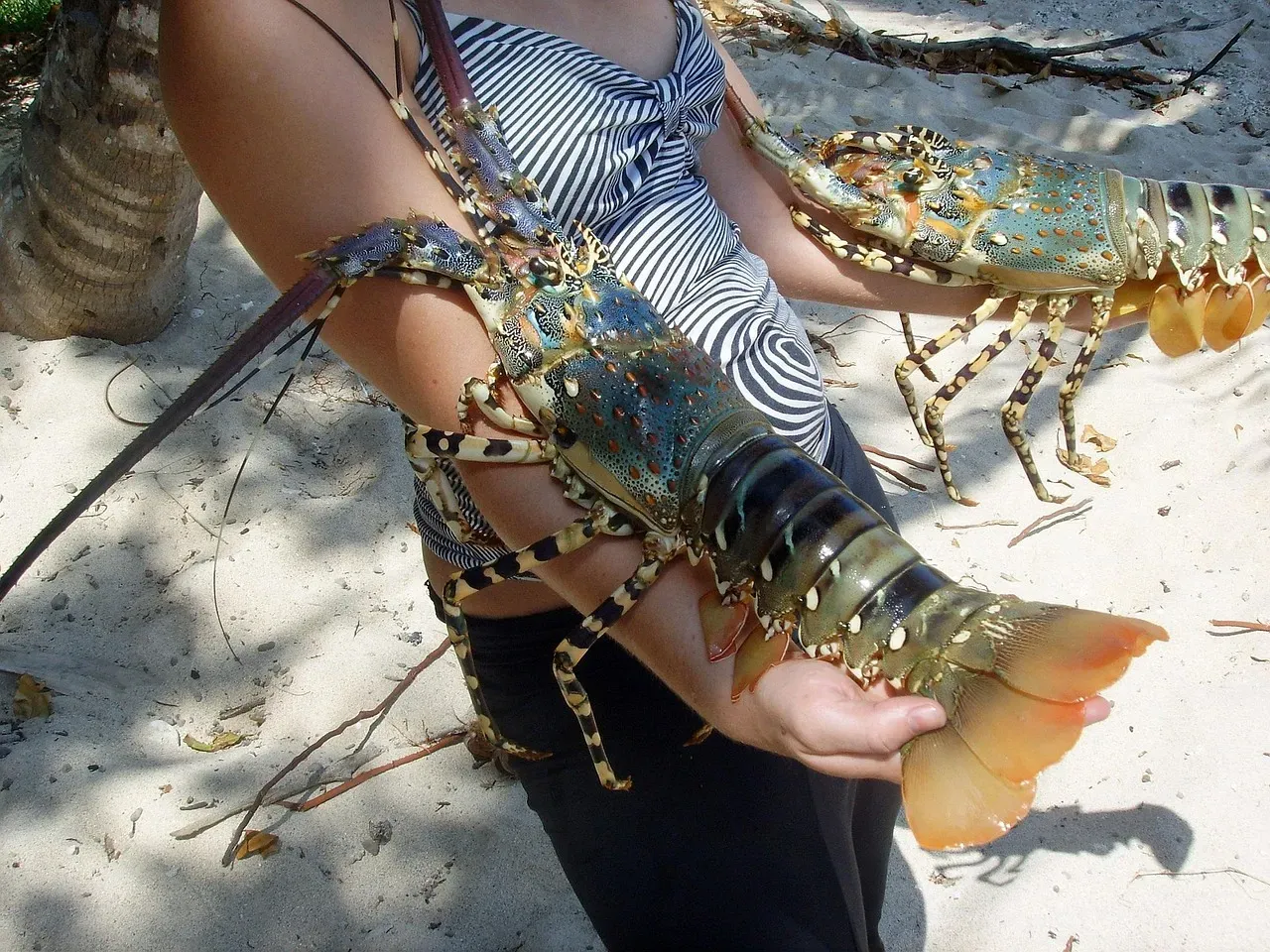 The Caddo Chimney Crawfish (Image Credits: Pixabay)