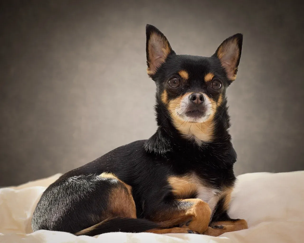 11. Chihuahua: Tiny Package, Titanium Loyalty (Image Credits: Pixabay)