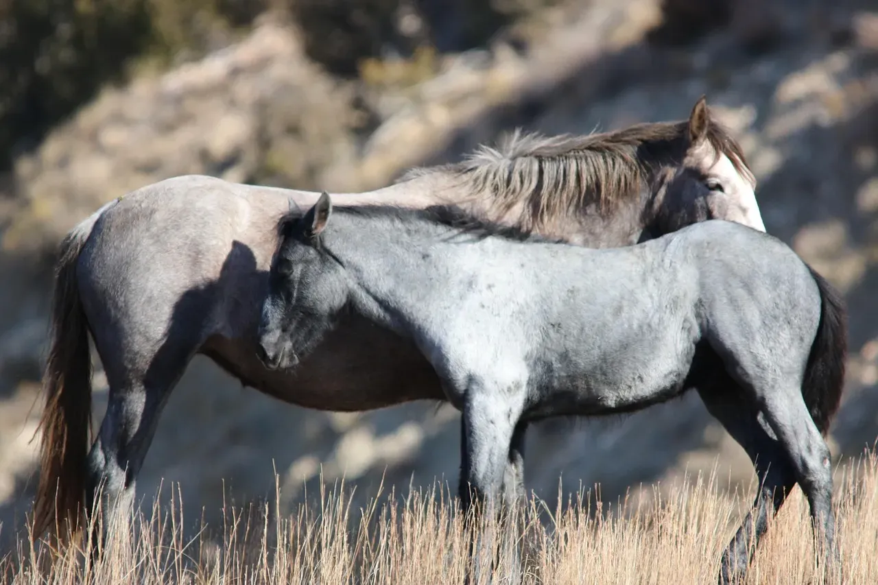 North Dakota: Wild Horses of the Badlands (Image Credits: Pixabay)