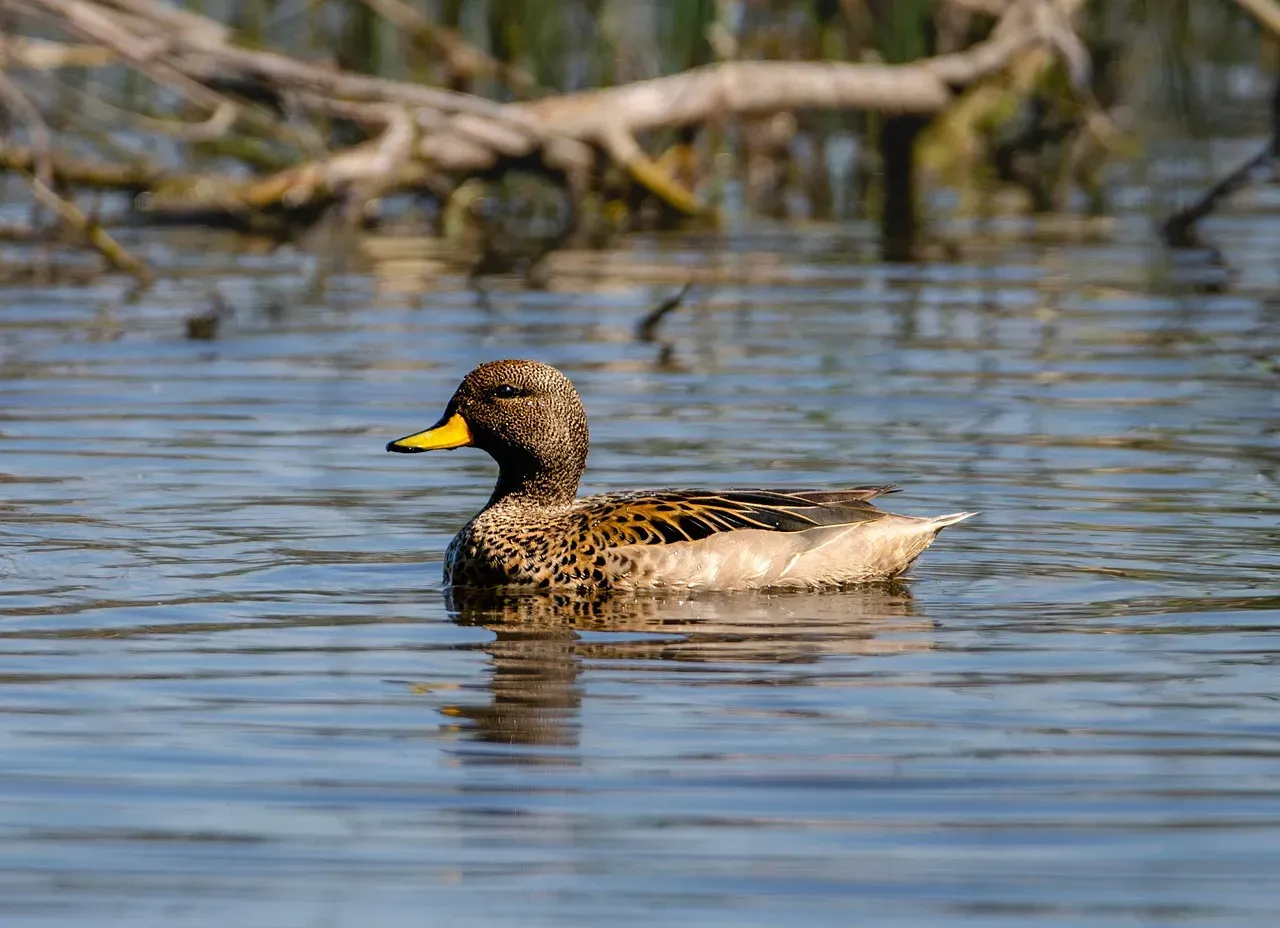 #9 Sagittarius: The Duck (Image Credits: Pixabay)