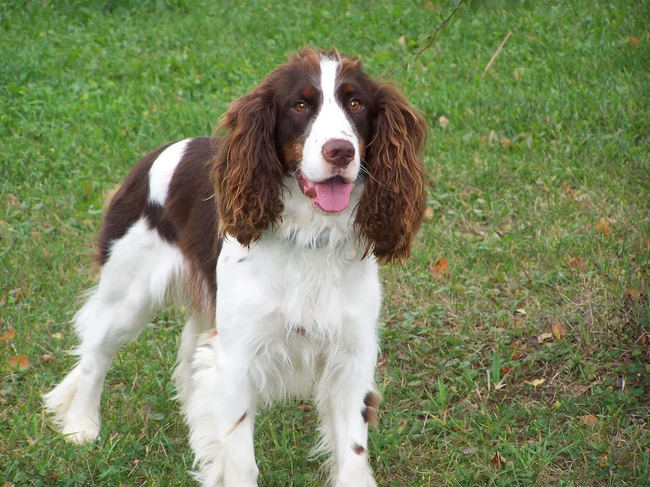13. English Springer Spaniel (Image Credits: Pixabay)