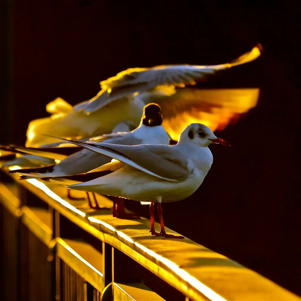 Finding Your Personal Power Animal for 2026 (Image Credits: Flickr)