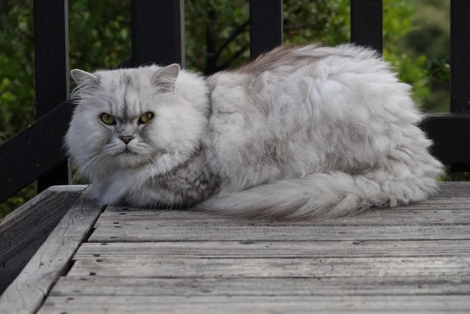 #14 - Most "Aloof" Cats Are Actually Just Cautious (Image Credits: Pexels)