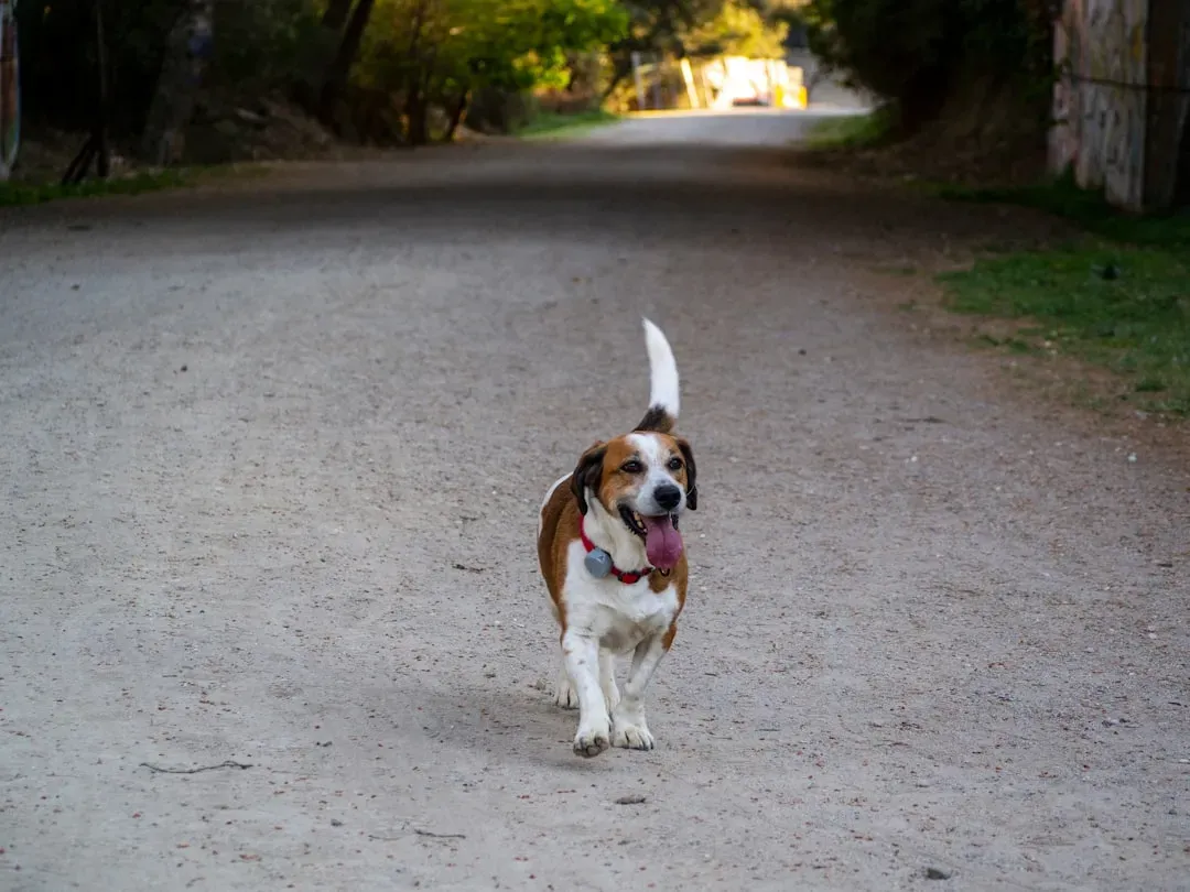 Breed Differences, Docked Tails, and Reading the Whole Dog (Image Credits: Unsplash)