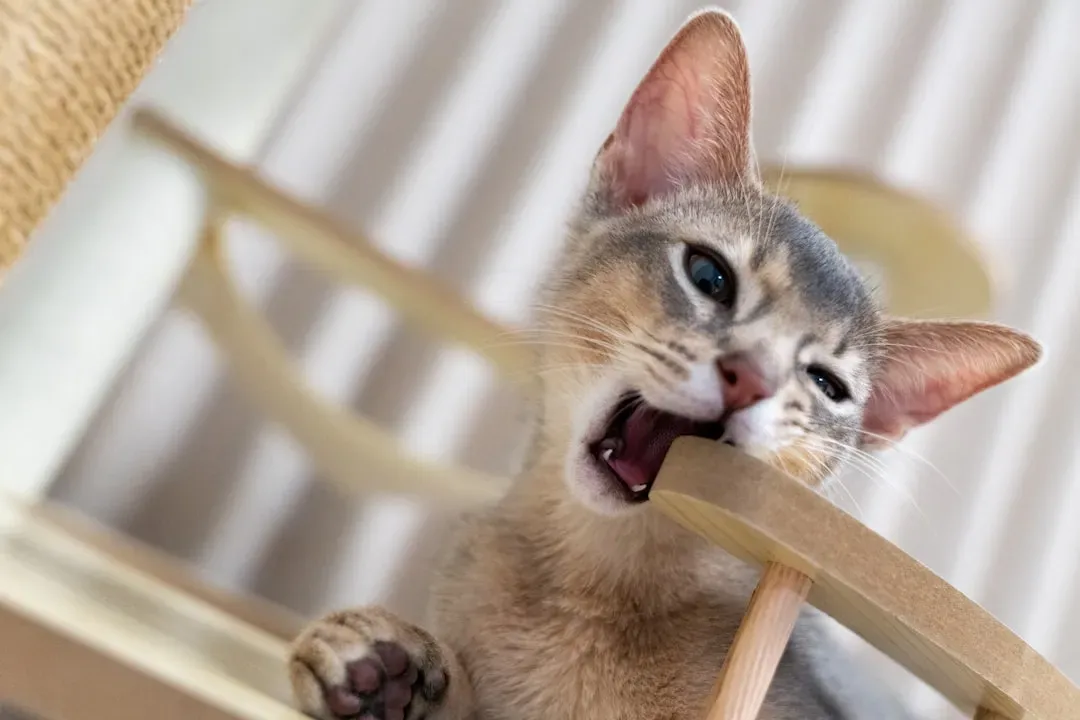 4. The Abyssinian: The Clown of the Cat World (Image Credits: Unsplash)