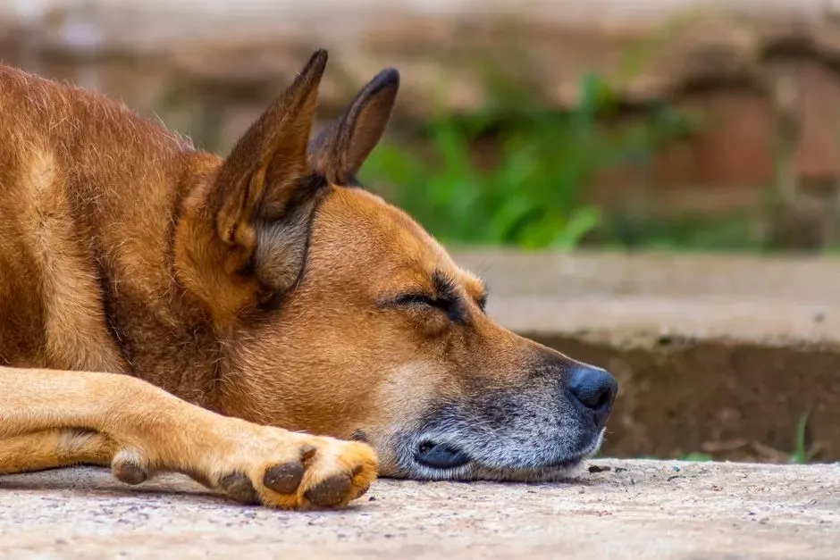 #10 - Sleeping Through the Day Yet Waking Restless at Night (Image Credits: Pexels)