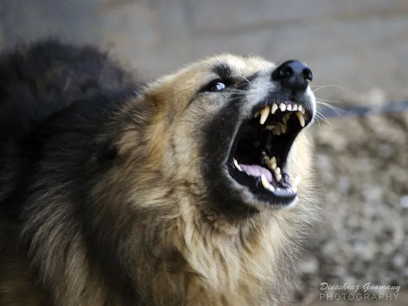Why Angry Tones Rock Their World (dgoomany, Flickr, CC BY-SA 2.0)