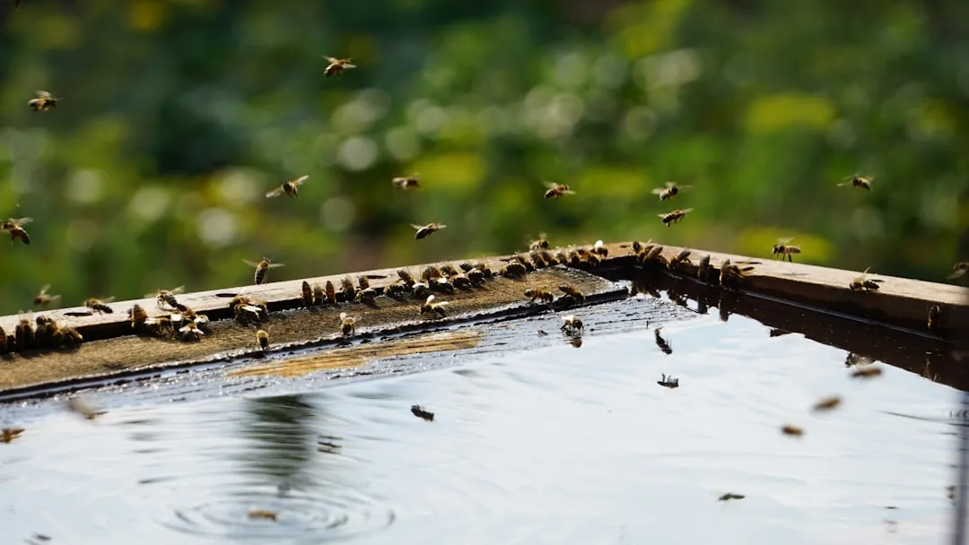 #8 Provide Safe, Shallow Water and Mud Access (Image Credits: Unsplash)