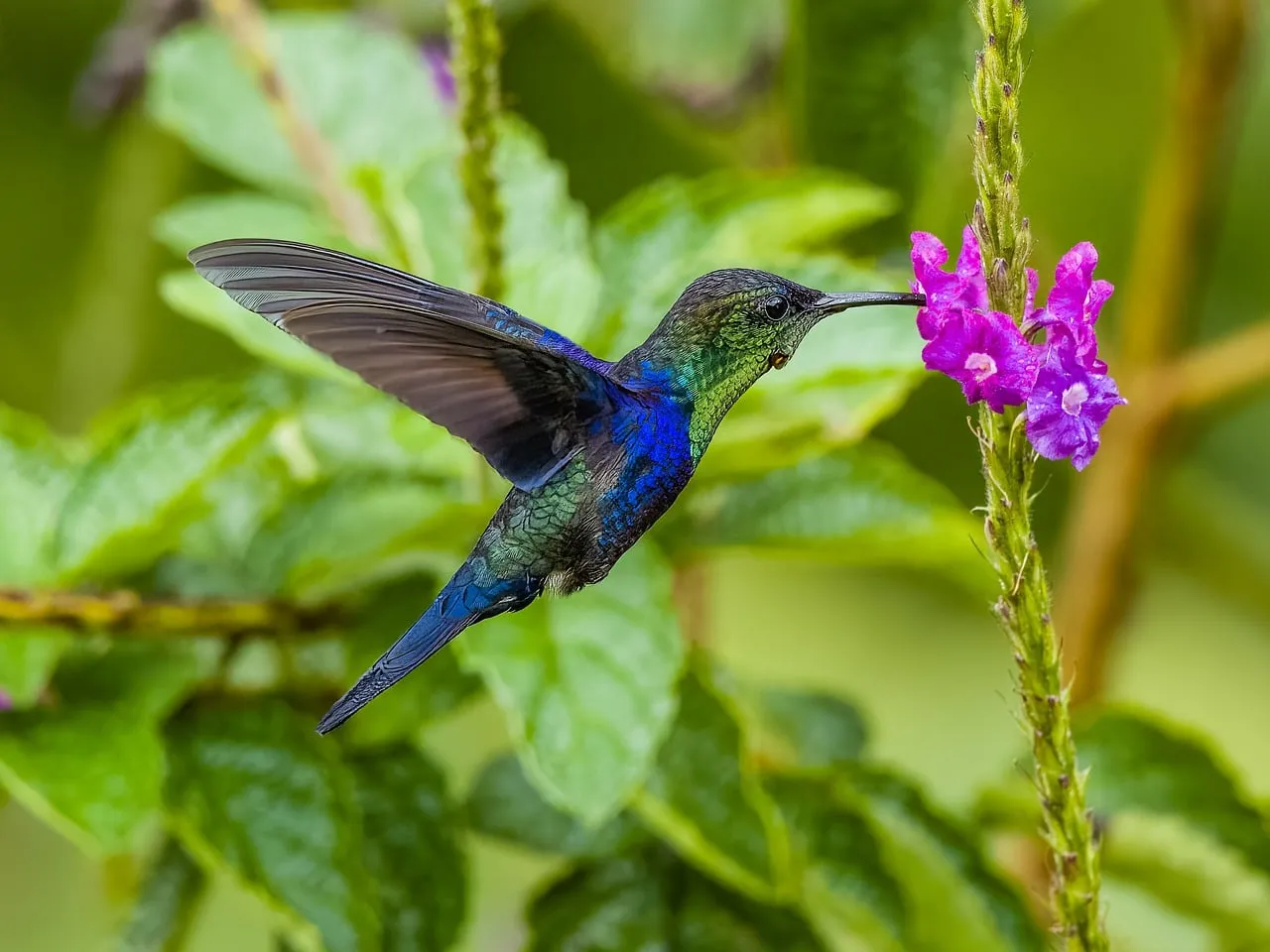 What Their Punctuality Reveals About the Health of Your Local Ecosystem (Image Credits: Pixabay)