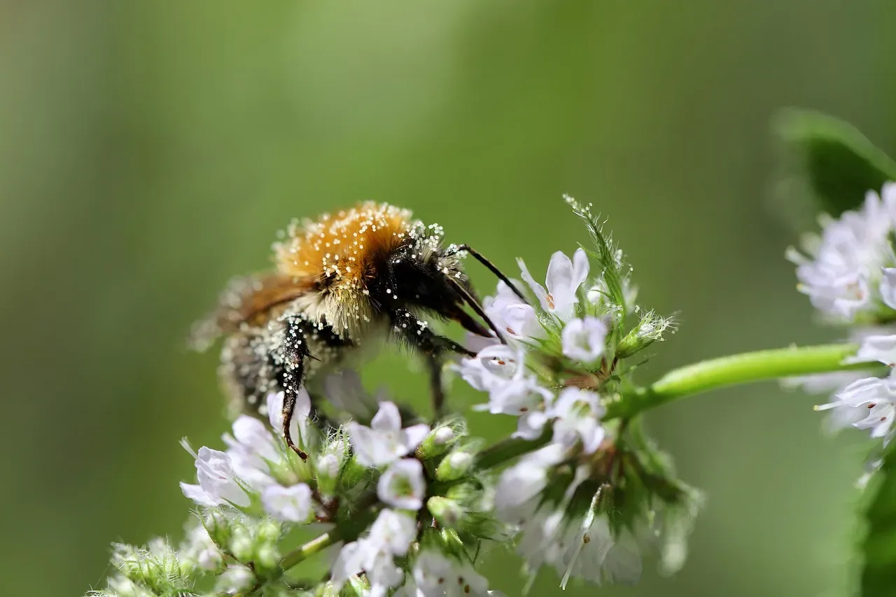Mint: The Vigorous, Bee-Busy Spreader (Image Credits: Pixabay)