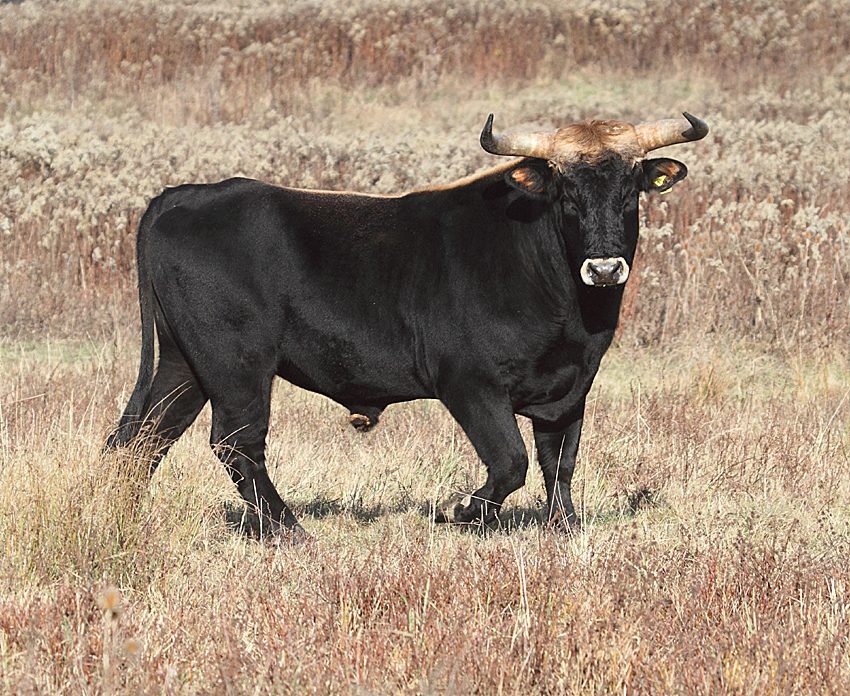 Taurus: The Powerful Bull of Ancient Reverence (Image Credits: Wikimedia)