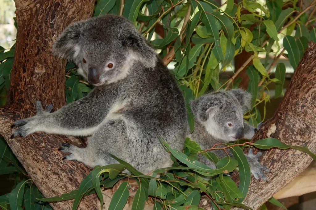Conclusion: Never Underestimate the Sleeping Giant in the Gum Tree (Mads Boedker, Flickr, CC BY 2.0)