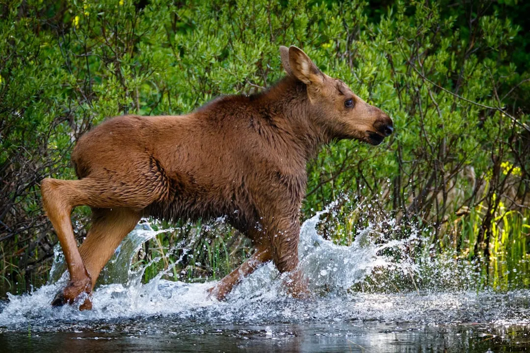 6. Never Assume a Moose With a Calf or in Rut Is Just Like Any Other Moose (Image Credits: Unsplash)
