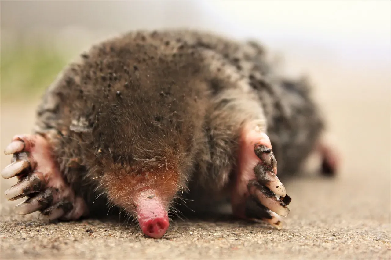 #10. One Mole Is Almost Always Entirely Alone in That Vast Network (Image Credits: Pixabay)