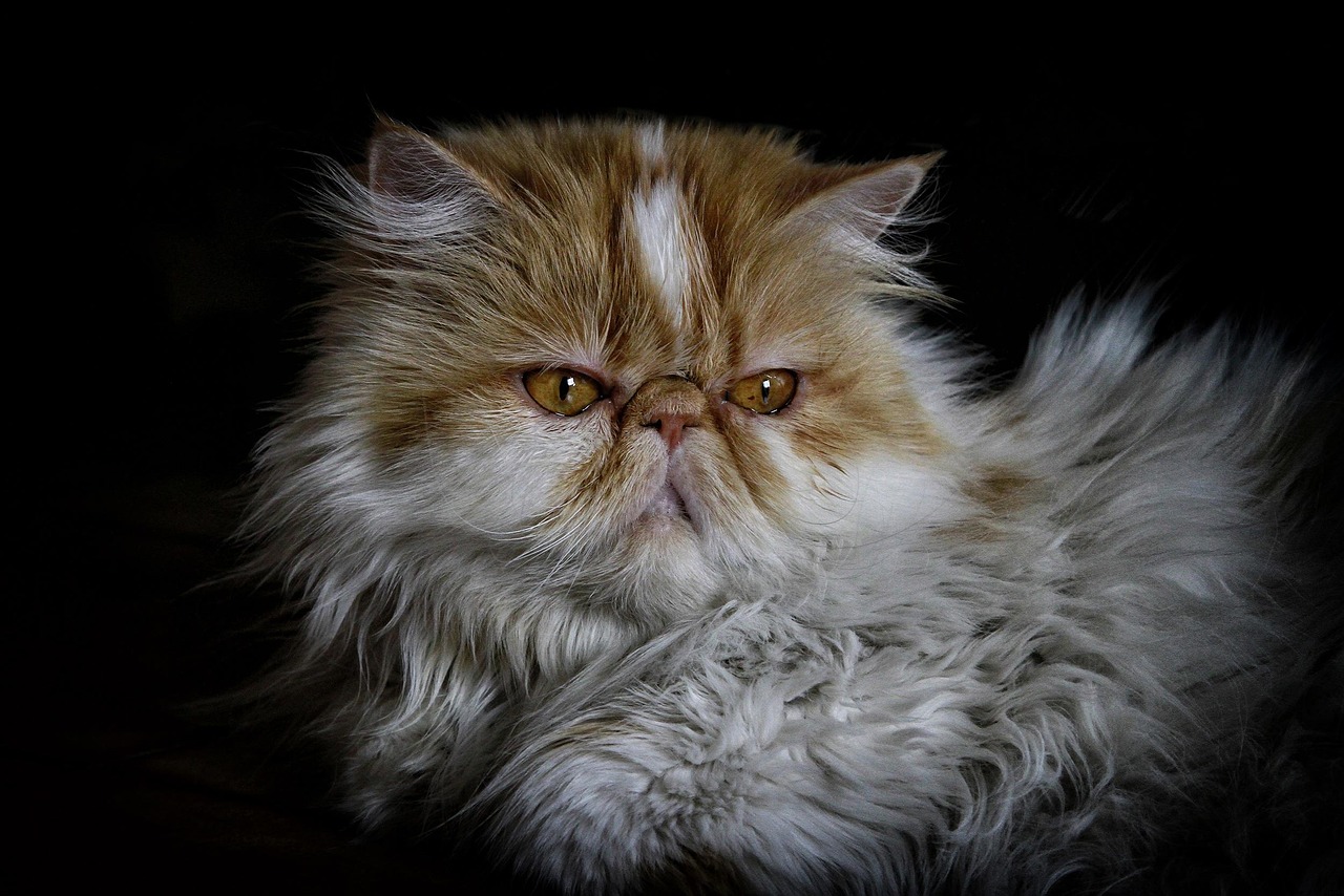 #13 Persian (Image Credits: Pixabay)