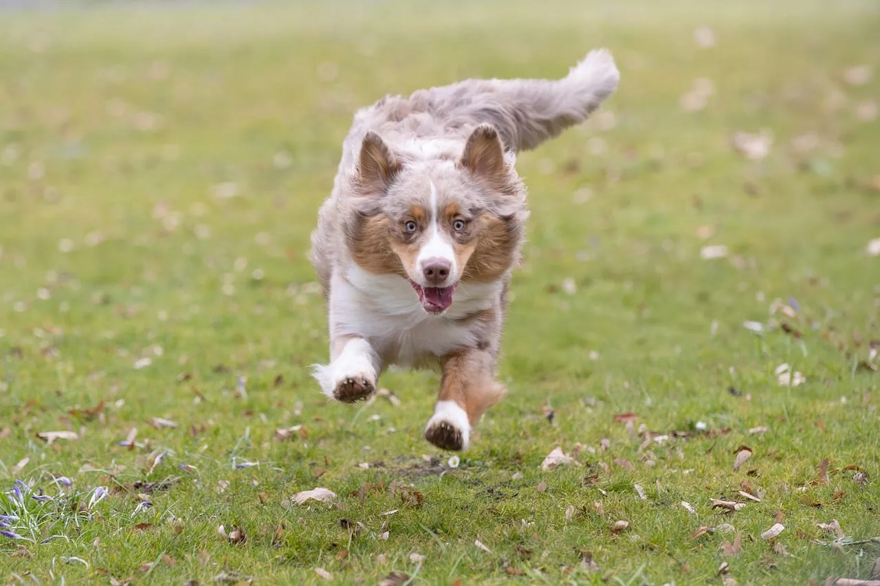 #5 - Australian Shepherd: Velcro Brain on High Alert (Never Settles) (Image Credits: Pixabay)