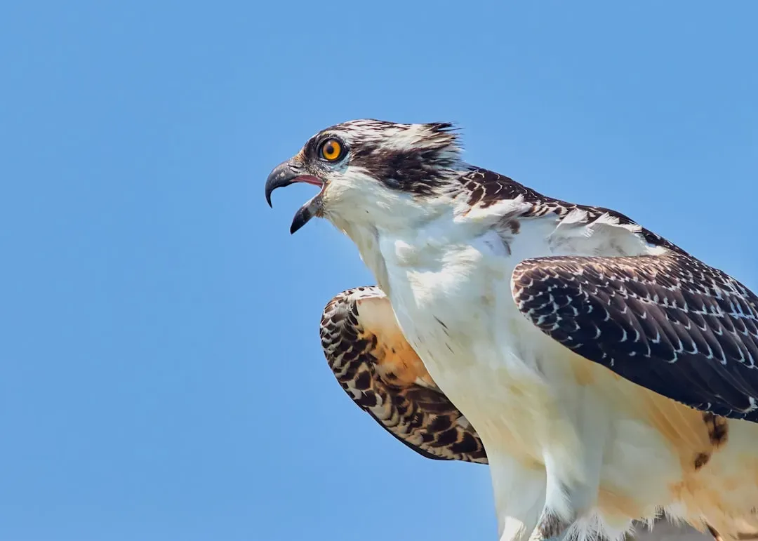 #3. They Have a Third Eyelid That Protects on Impact (Image Credits: Unsplash)