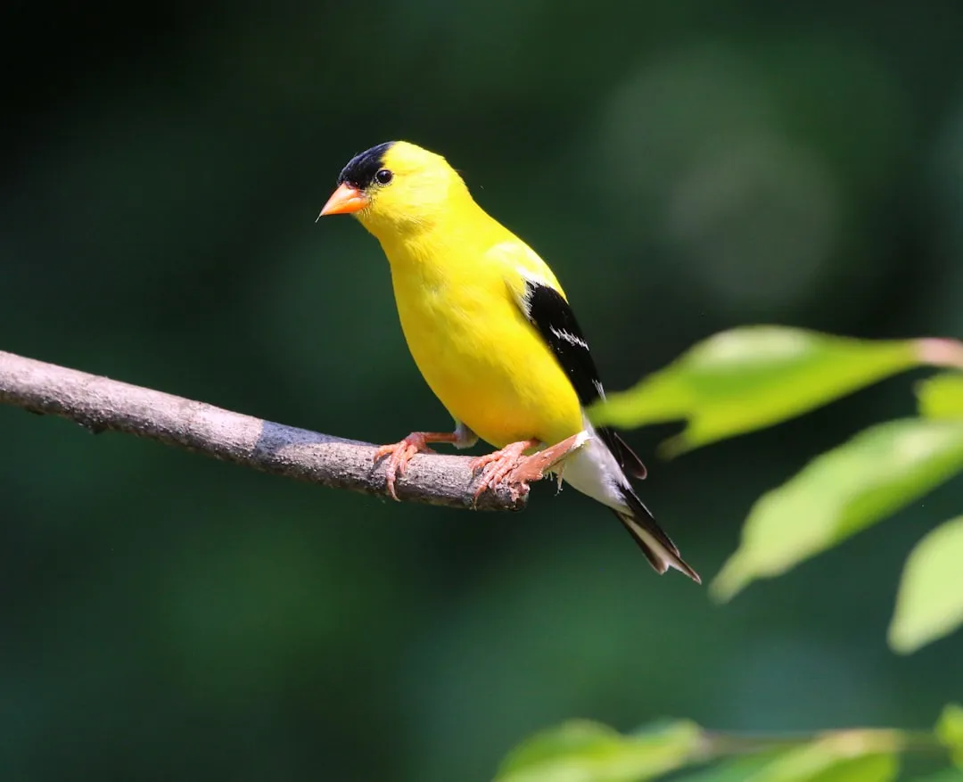 American Goldfinch: Late Nesters With Specific Tastes (Image Credits: Unsplash)