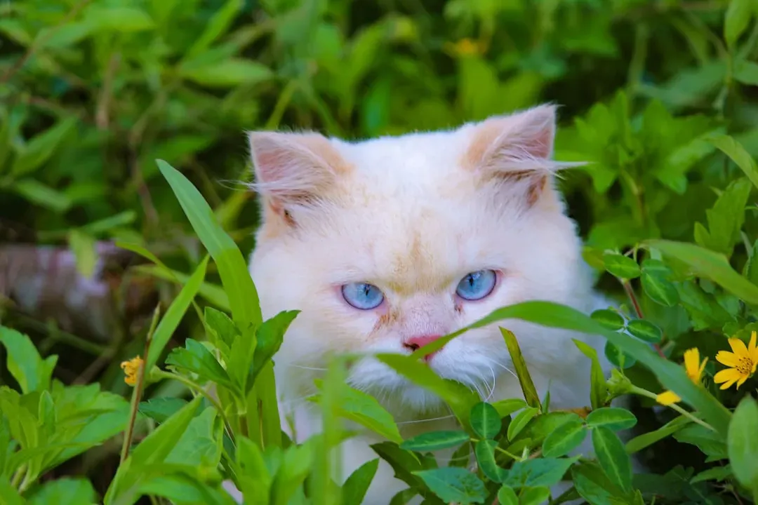All White Cats With Blue Eyes Aren't Deaf (Image Credits: Unsplash)