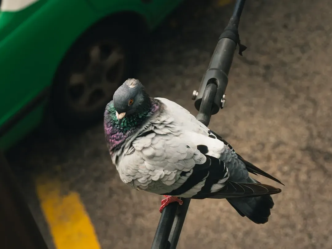 Pigeons, Salmon, and the Art of the Mental Map (Image Credits: Unsplash)
