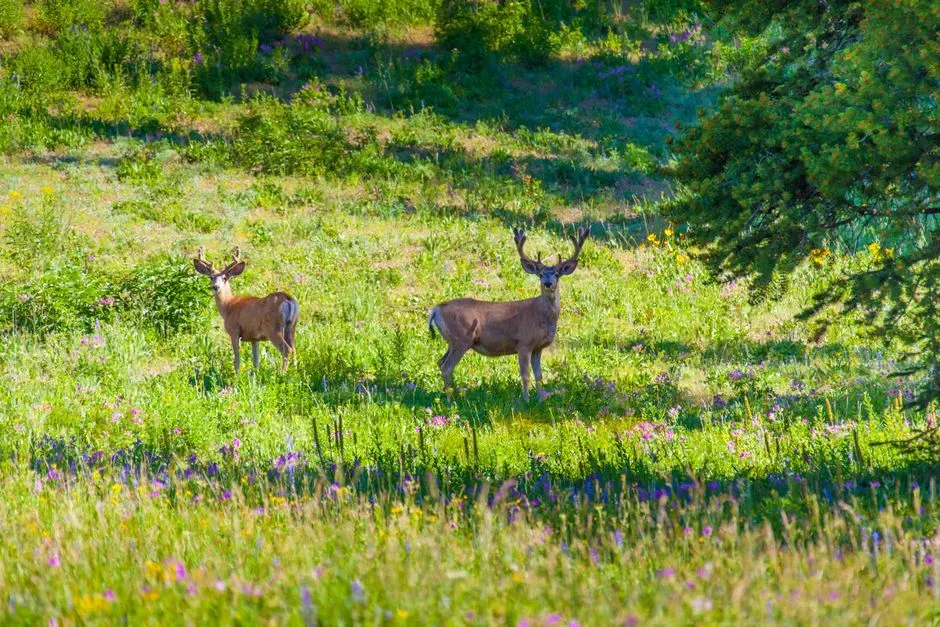 4. Pausing at Cover Edges (Image Credits: Pexels)