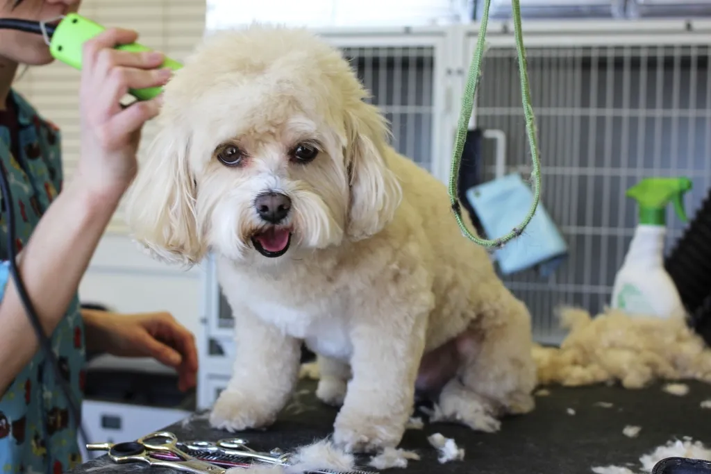 #35 - Healthy Shedding and Skin Without Stress Flares (Image Credits: Rawpixel)