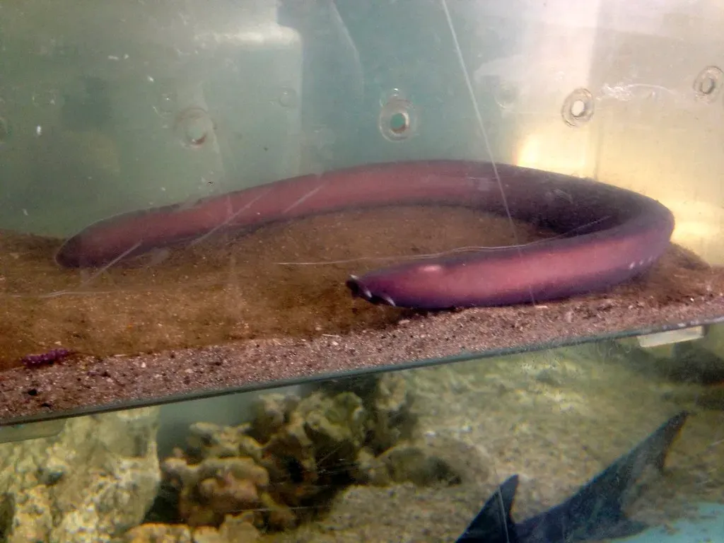 The Hagfish and Its Suffocating Slime (jonadin93, Flickr, CC BY 2.0)