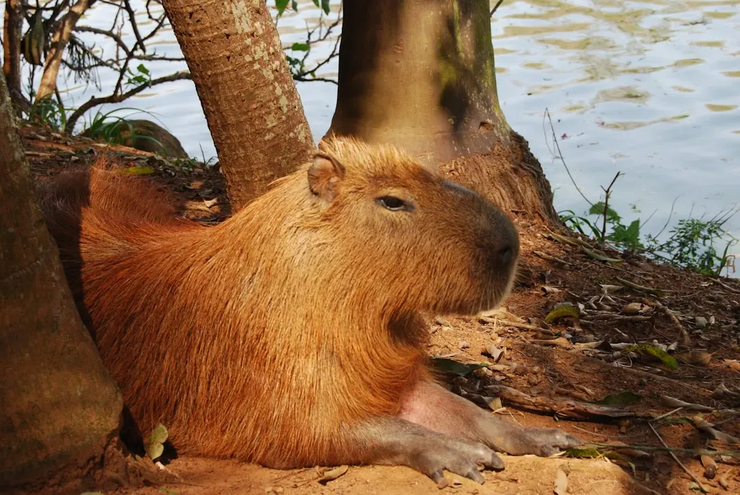 #6 &ndash; The Capybara That Only Truly Relaxes With Its Person (Image Credits: Unsplash)